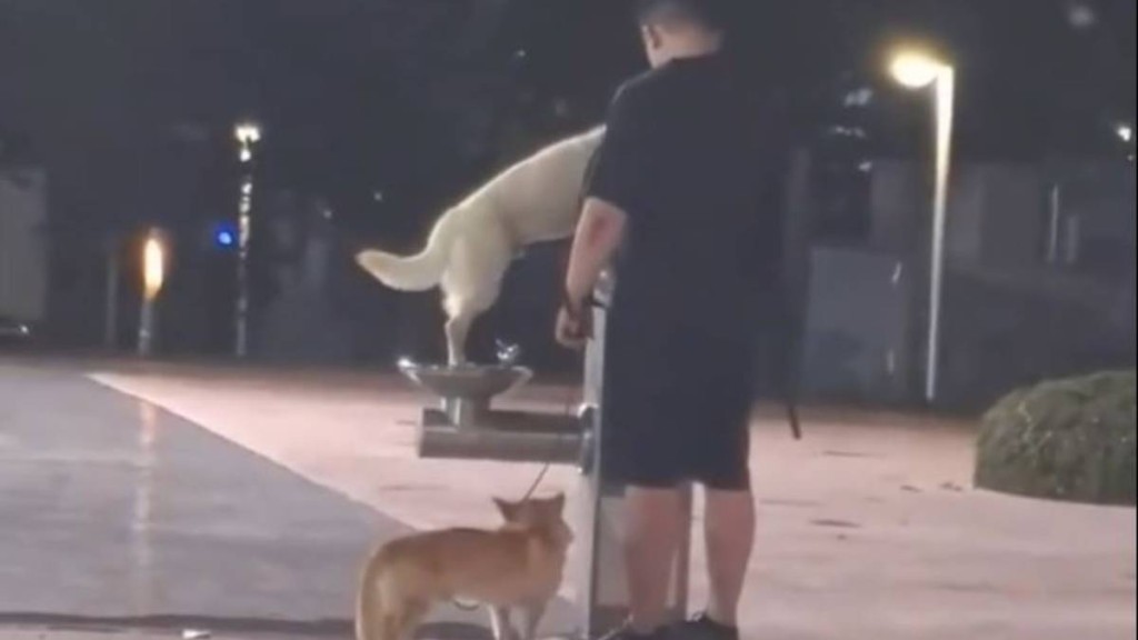 多地狗主放任犬隻使用公共直飲水機 深圳重慶等官方回應並加強管理