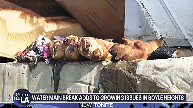 大量腐敗的食物造成蒼蠅滋生和惡臭氣味。FOX 11