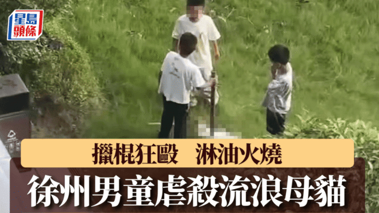 徐州三男童涉殘殺流浪貓 警方介入並對家長進行教育
