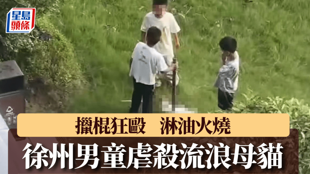 徐州三男童涉殘殺流浪貓 警方介入並對家長進行教育