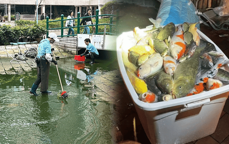 景林邨水池清潔致逾百魚死亡 物管及清潔公司兩女主管被捕提堂