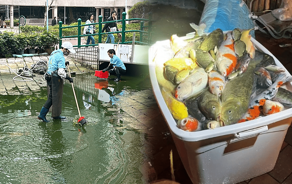 景林邨水池清潔致逾百魚死亡 物管及清潔公司兩女主管被捕提堂