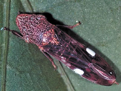 玻璃翅葉蟬（glassy-winged sharpshooter）。聖他克拉縣政府