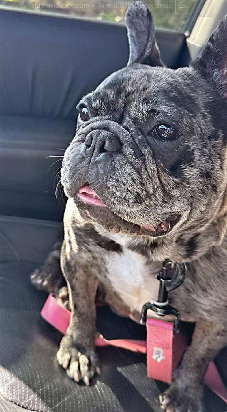 法國鬥牛犬Lady至今下落不明。聖荷西警察局