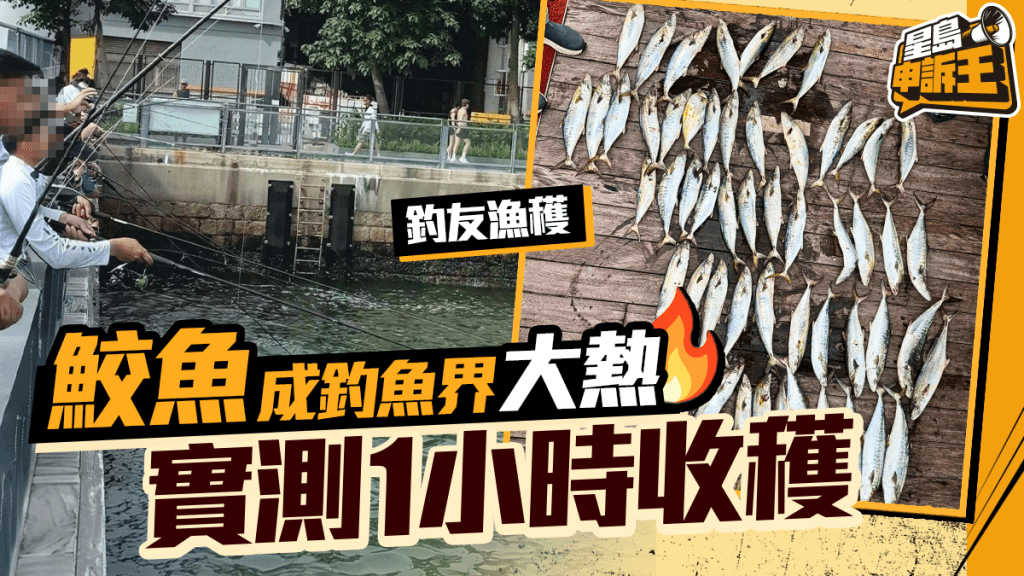 香港釣魚界新熱潮：鮫魚大豐收 上環海濱成釣點實測