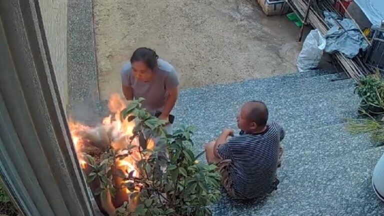 昆明婦人好奇點燃多肉植物「九尾狐」 丈夫高情商應對獲讚