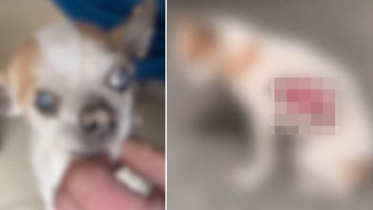 山西發生兩宗虐狗致死事件 動保組織懸賞一萬元緝兇