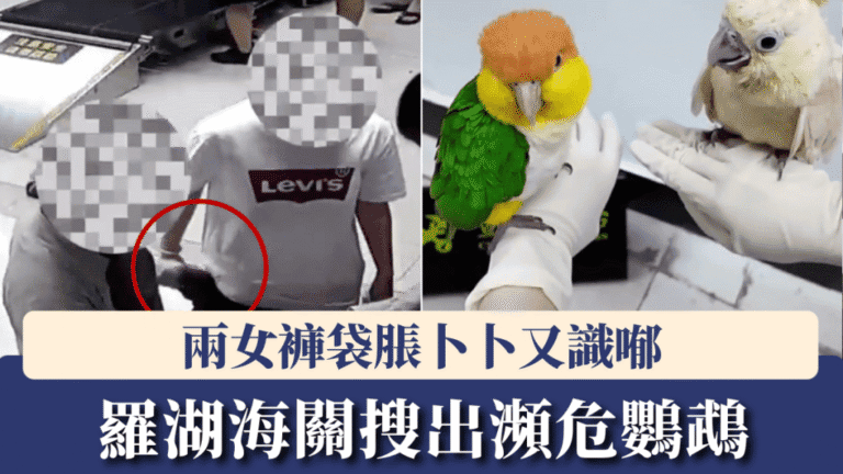 羅湖口岸破獲走私案 兩女子褲袋藏瀕危鸚鵡被捕