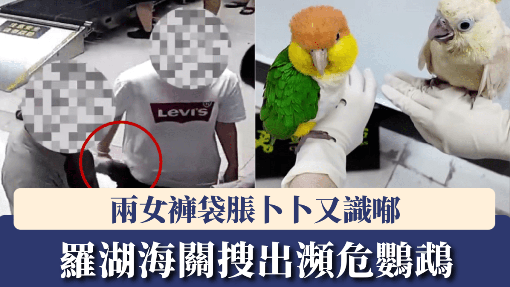 羅湖口岸破獲走私案 兩女子褲袋藏瀕危鸚鵡被捕