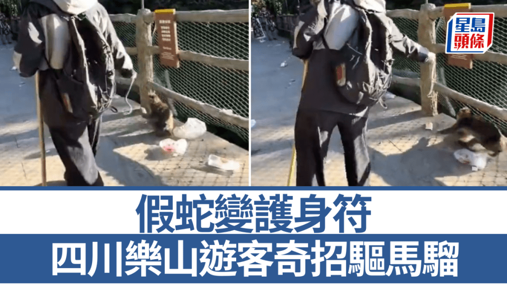 遊客攜假蛇應對峨眉山猴子 景區回應猴子天性怕蛇