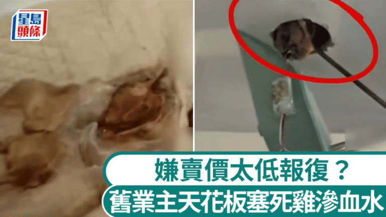 合肥女子購二手房驚現死雞藏屋 前業主疑因賣價糾紛報復