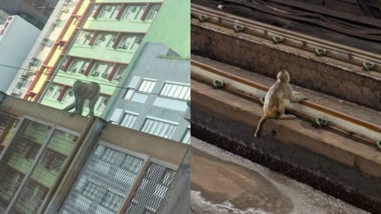 港鐵牛頭角及荃灣站接連現猴蹤 漁護署捕獲兩獼猴 強調多管齊下管理猴群