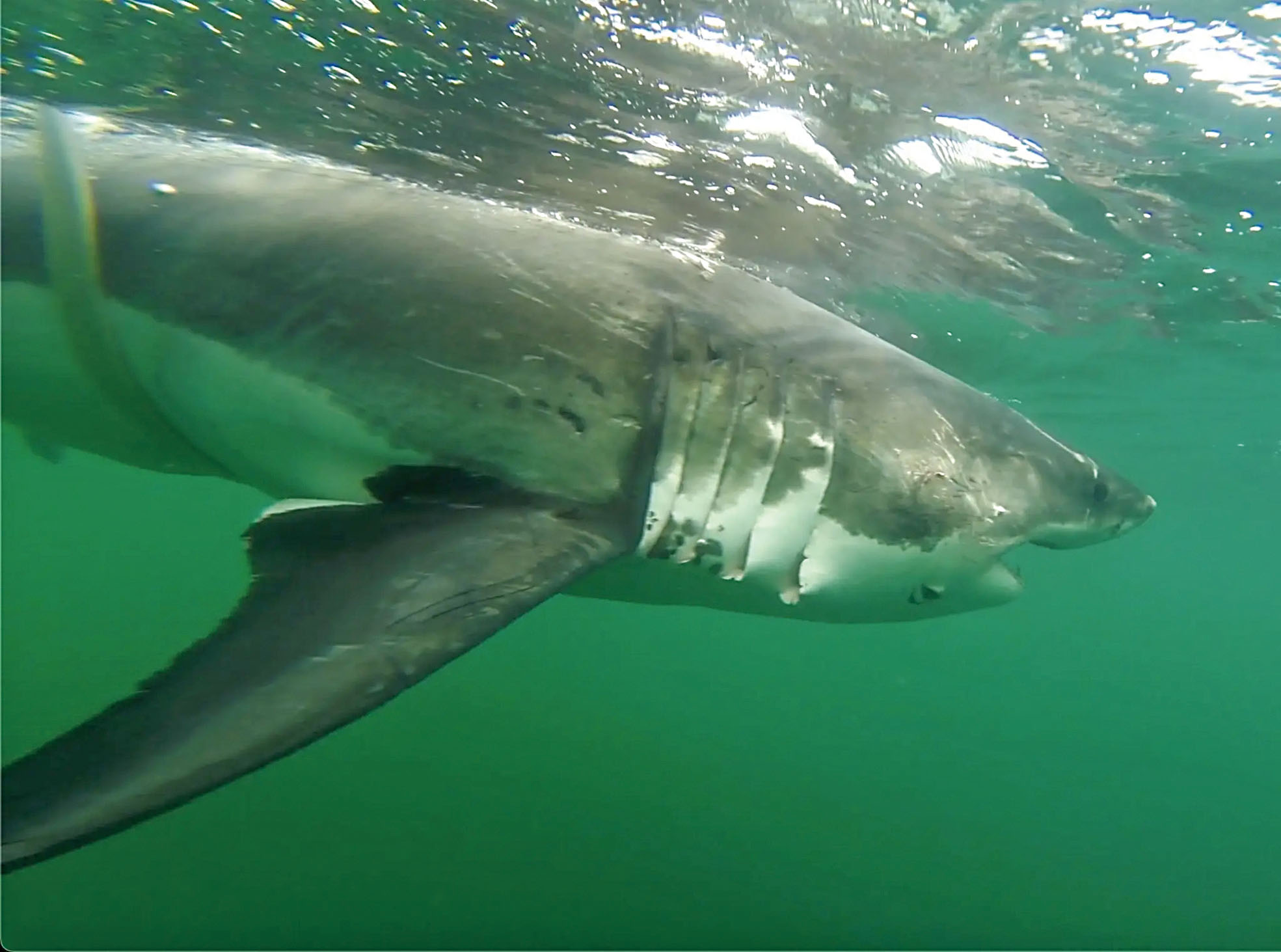 這條名為「恩斯特」的雌性大白鯊長12呎、重1000磅。OCEARCH