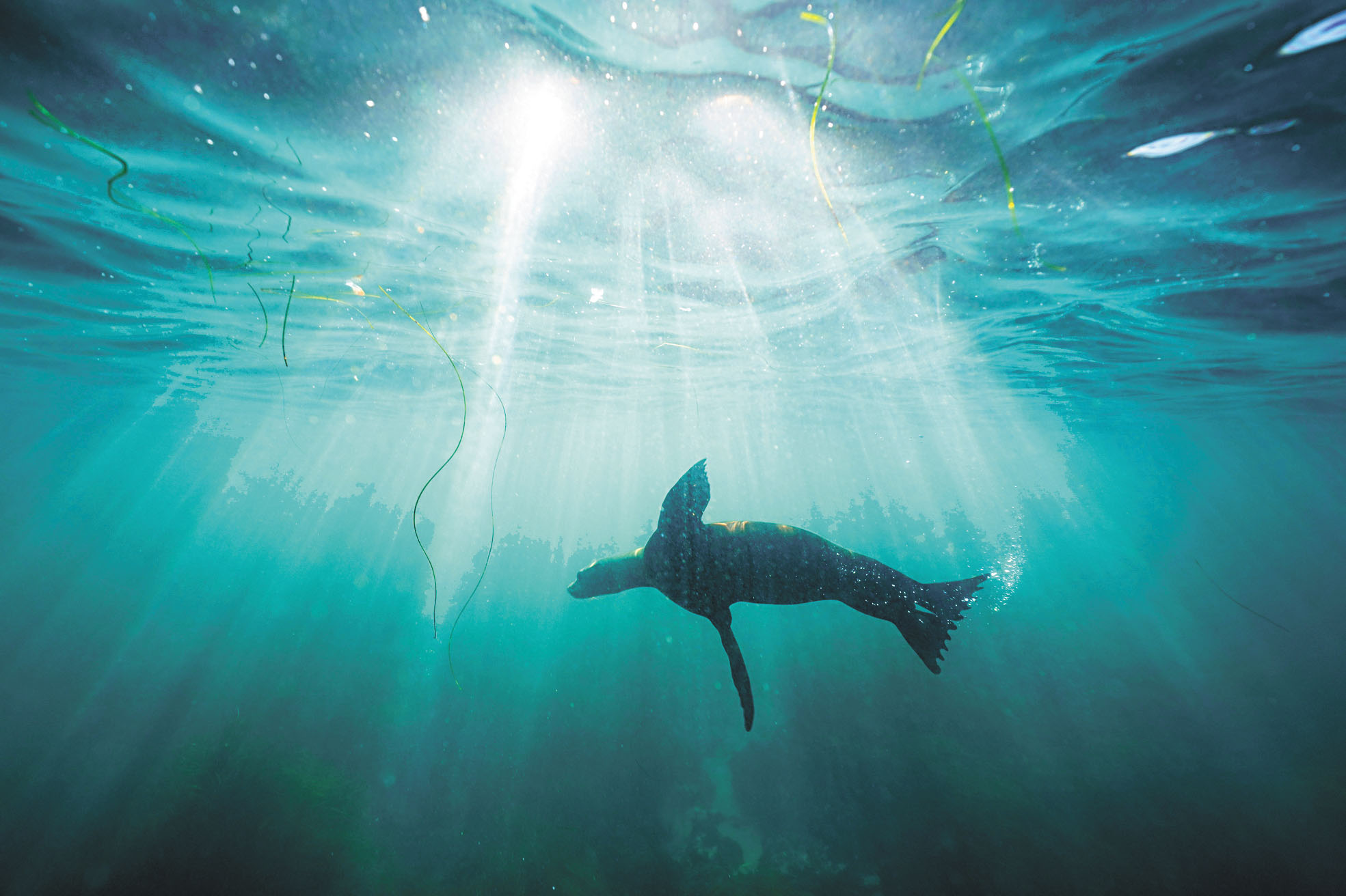 海獅是受保護動物，聯邦當局啟動調查有人在聖地牙哥海灘踢海獅行為。美聯社資料圖片