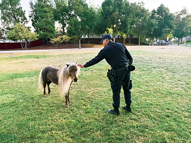 警察捕獲離家小馬
