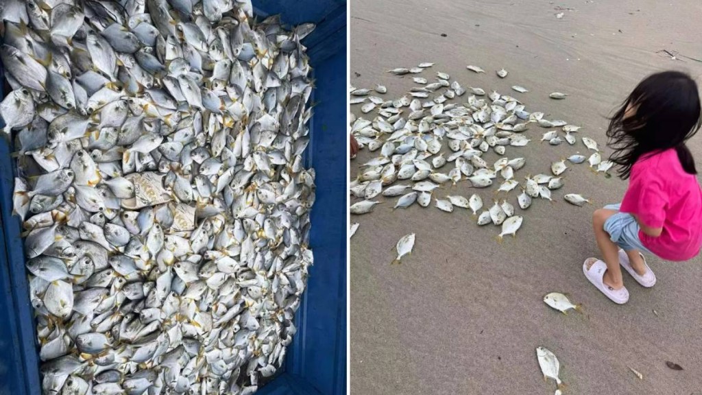 颱風「紅霞」過後 惠州海灘湧現大量金鯧魚 民眾撿拾分享
