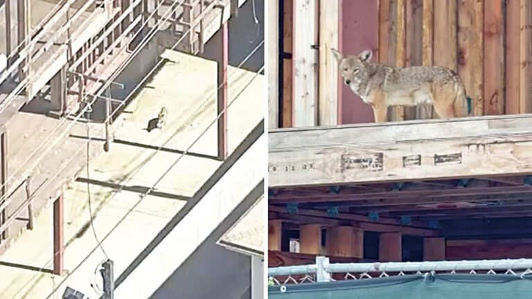 西好荷里活一處廢棄建築物內似乎住滿了土狼，此起彼落的嚎叫聲令鄰居們感到恐慌。ABC 7
