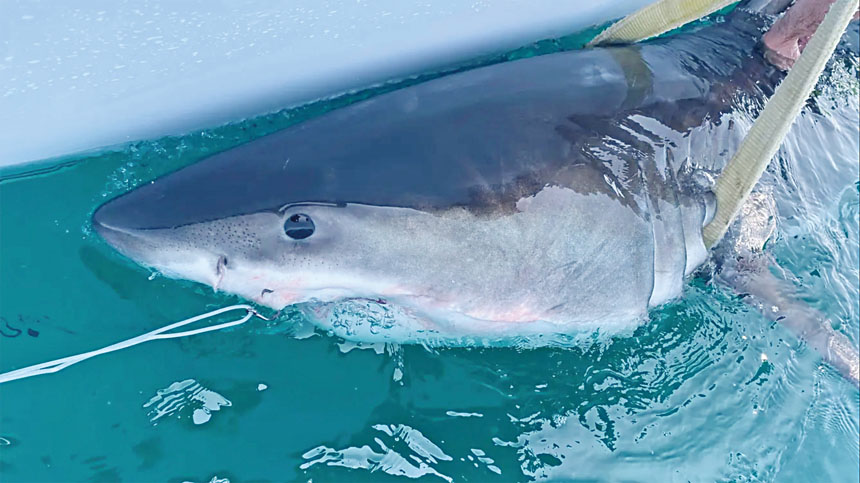 「珀西」重432磅、長9呎9吋。 OCEARCH圖片