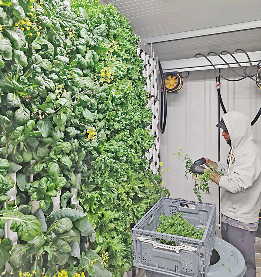 控溫水培系統可同時種植逾7000株蔬菜。FarmBox Foods圖片