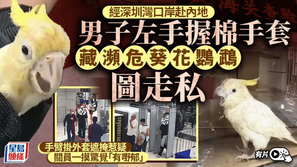 深圳灣海關查獲走私案 男子以棉手套藏匿瀕危葵花鳳頭鸚鵡