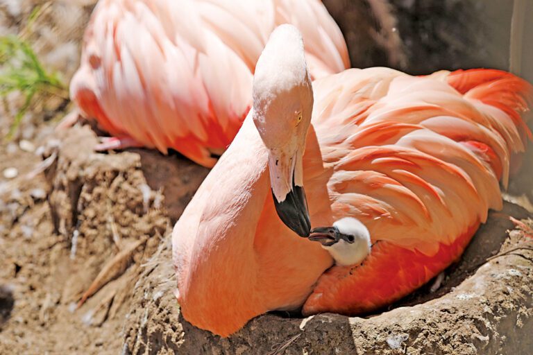 三藩市動物園剛出生的火烈鳥雛鳥。三藩市動物園/灣區城市新聞社