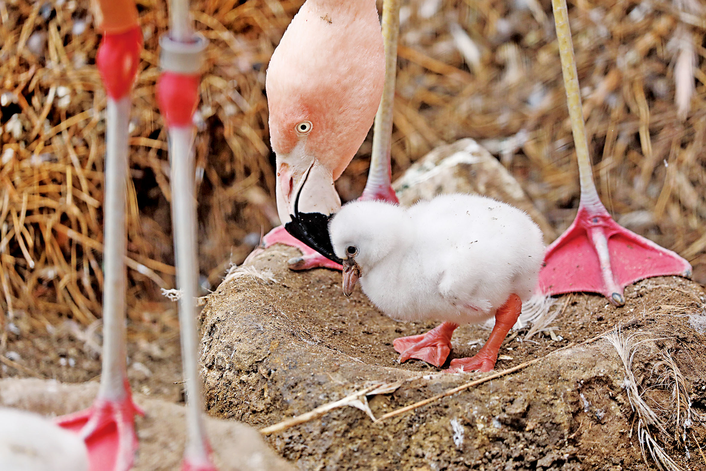 火烈鳥雛鳥獲母親悉心照顧。三藩市動物園/灣區城市新聞社