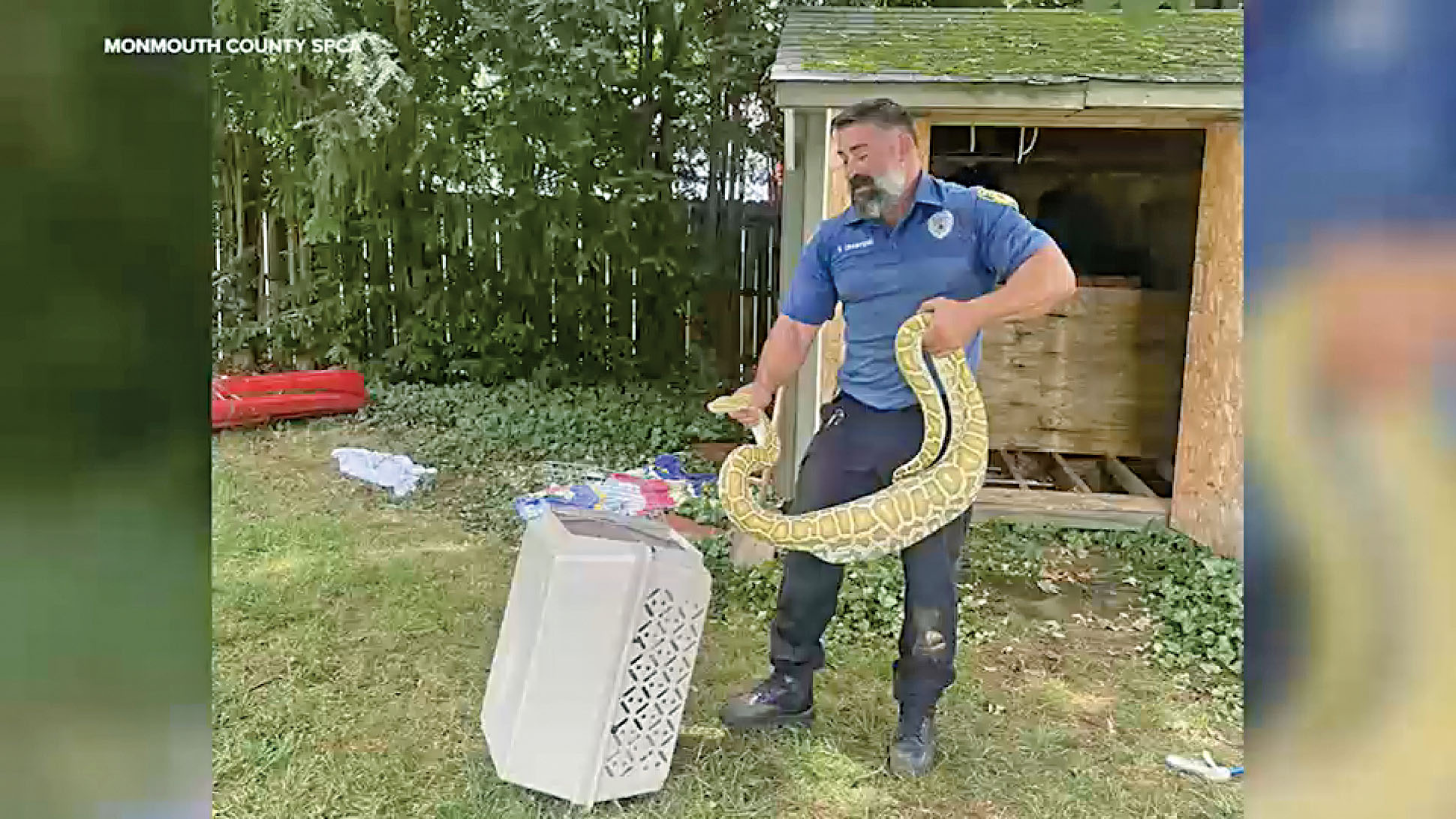 動物管制官員小心翼翼地將緬甸蟒從建築物下方移出。蒙茅斯縣防止虐待動物協會圖片