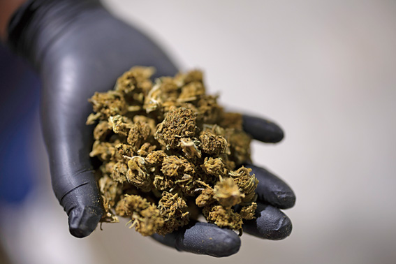 胡楚表示，新法可為大麻小商戶營造公平競爭環境。Antranik Tavitian/紐約時報