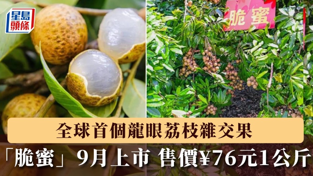 全球首個龍眼荔枝雜交品種「脆蜜」9月內地試賣 每公斤售76元