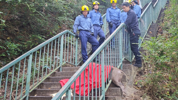 屯門野豬受困山邊梯級欄杆 消防與愛協聯手救援
