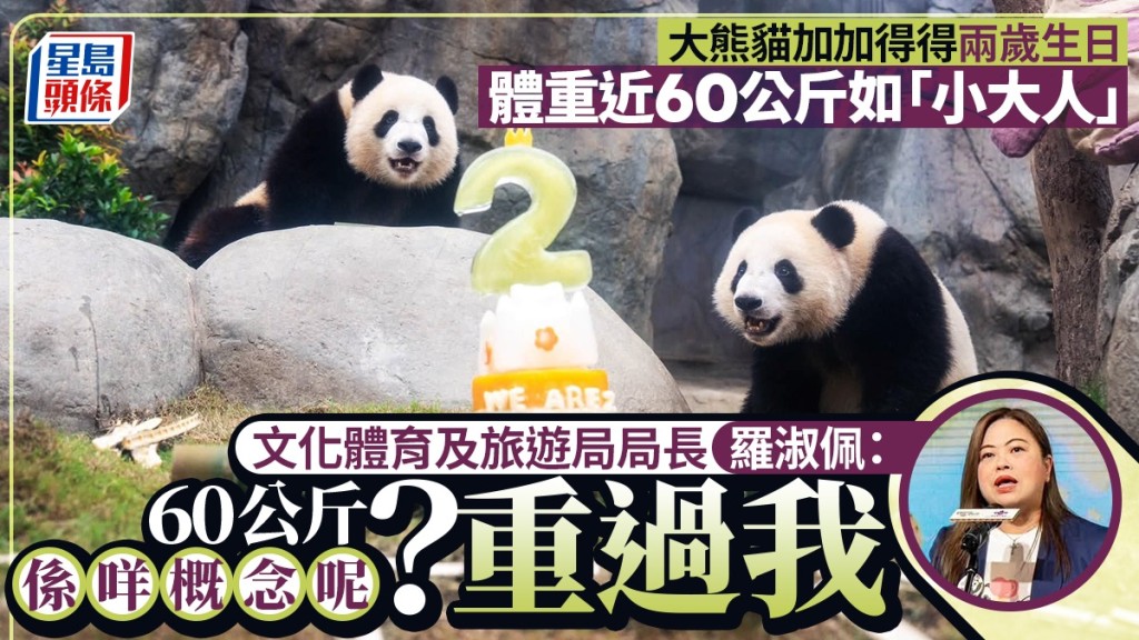 港產龍鳳胎大熊貓「加加」「得得」慶祝兩歲生日 羅淑佩見證成長歷程