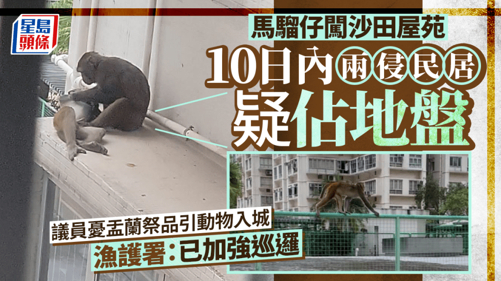 沙田野猴十日內兩度闖入民居 區議員關注盂蘭祭品或引動物入城