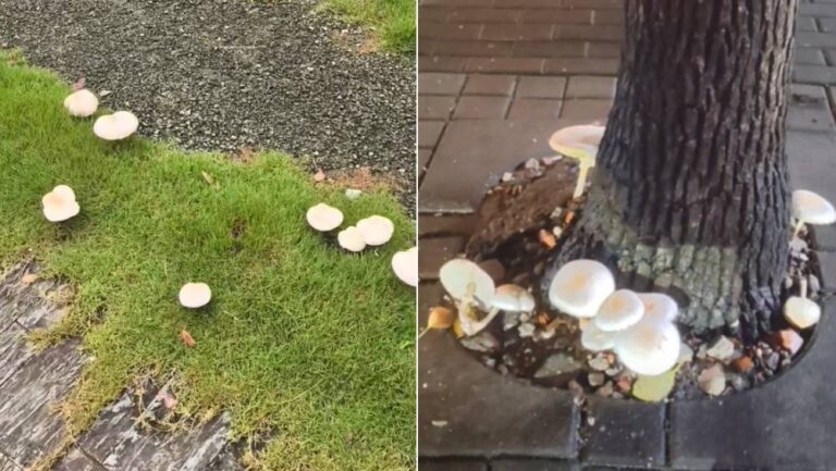 上海雨後野菇湧現 專家澄清兩大常見毒菇迷思