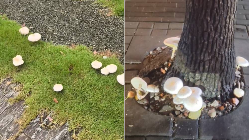 上海雨後野菇湧現 專家澄清兩大常見毒菇迷思