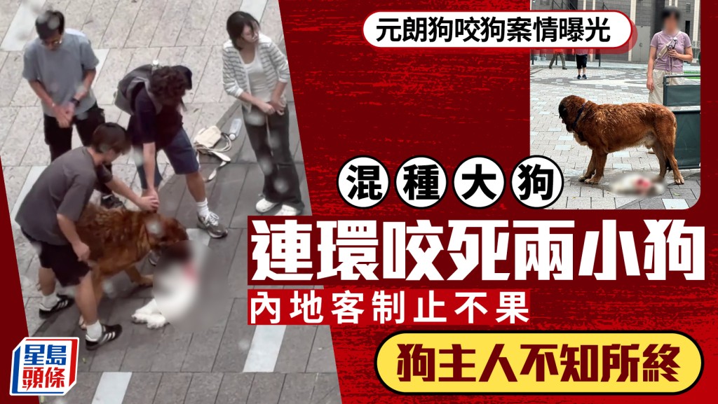 元朗YOHO發生狗隻襲擊事件 兩小型犬隻死亡 漁護署帶走涉事大狗