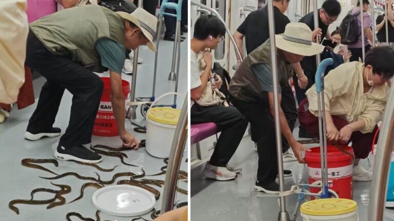 南京地鐵乘客膠桶翻倒黃鱔滿地爬 熱心乘客合力捕捉清理