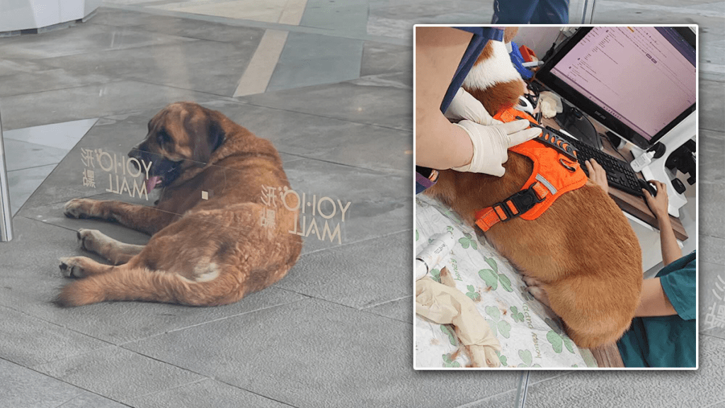 元朗狗咬狗事件 涉事大狗上月曾咬傷哥基犬 狗主已被檢控