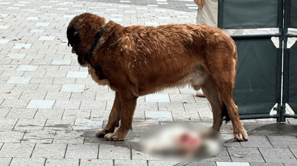 元朗狗咬狗事件引發社會反思 飼主責任與公共安全成焦點