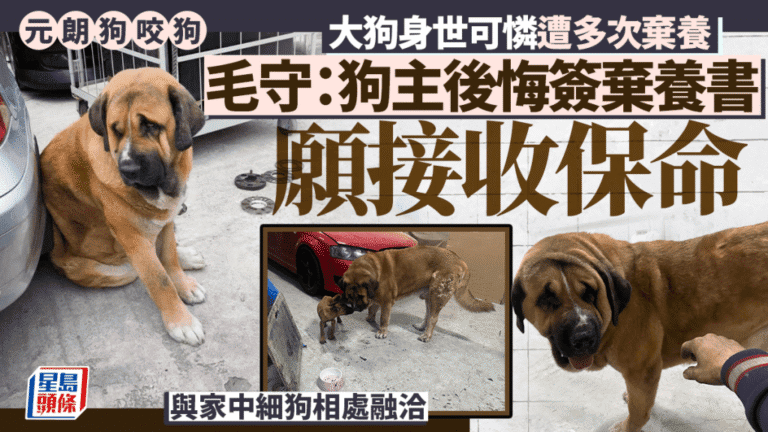 元朗狗咬狗事件｜涉事犬隻「拉里」身世坎坷 動保組織願接收免人道處理
