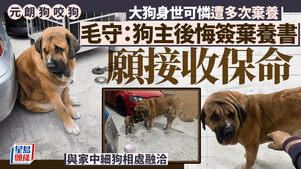 元朗狗咬狗事件｜涉事犬隻「拉里」身世坎坷 動保組織願接收免人道處理