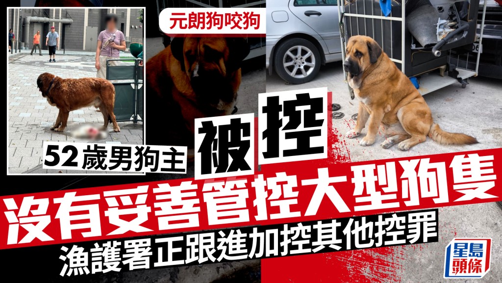 元朗狗咬狗事件 52歲男狗主被控未妥善管控大型犬隻 明提堂