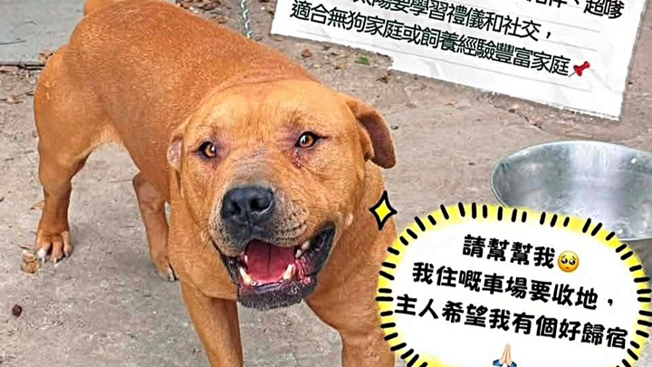 打鼓嶺狗咬人事件 涉事混種鬥牛梗獲救前長期被鐵鏈鎖困