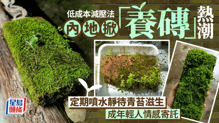 內地興起「養磚」減壓熱潮 年輕人藉低成本愛好尋求情感寄託