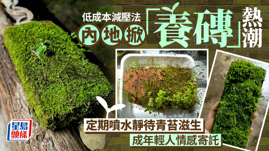 內地興起「養磚」減壓熱潮 年輕人藉低成本愛好尋求情感寄託