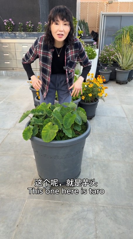 張曼玉近日分享她在香港豪宅天台體驗城市農耕的影片。