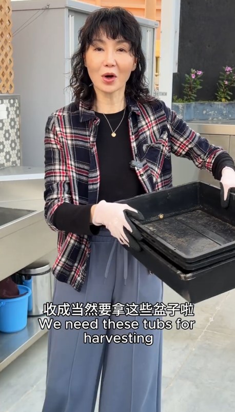 張曼玉的天台上種植了許多大型植物。