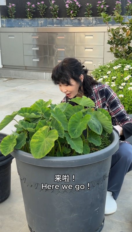 張曼玉的天台一片翠綠,生機勃勃。