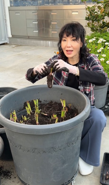 張曼玉在豪宅的天台上種植芋頭。