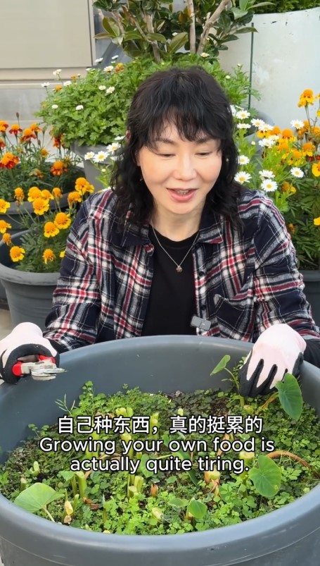 天台上有很多體積龐大的盆栽。