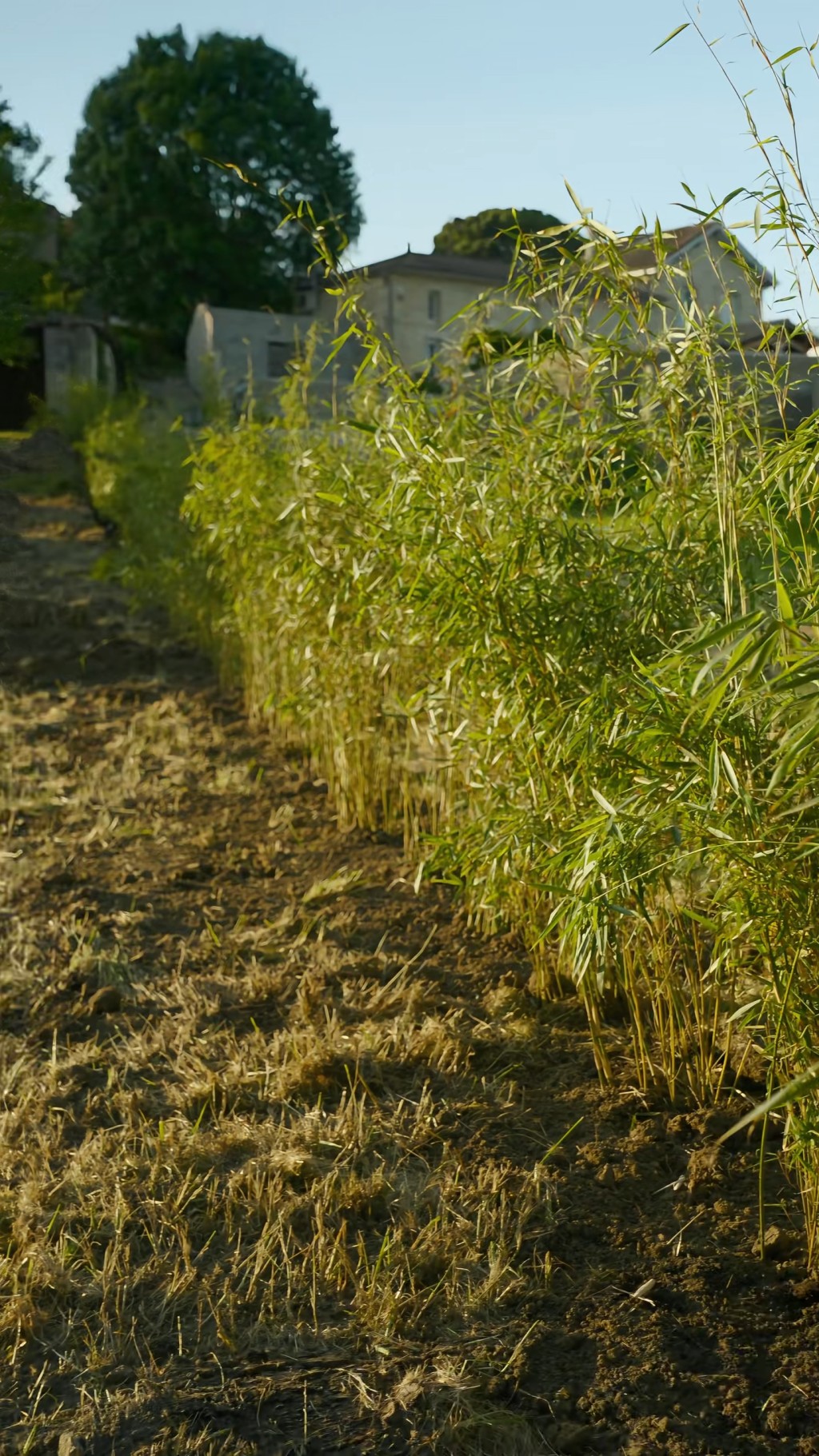 花園四周環繞著綠油油的田野與樹林,充滿自然韻味。
